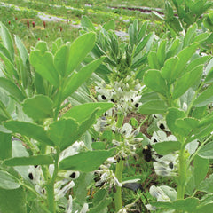 Small Fava Cover Crop