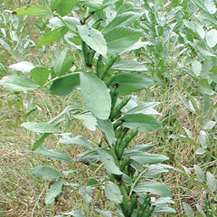 Small Fava Cover Crop