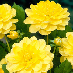 Water Lily Dahlia Collection Bulbs Perennial Growing Bonsai Roots Rhizomes Corms Tubers Potted Planting Reblooming Fragrant Garden Species Blooms Flower Seeds Plant Gardening