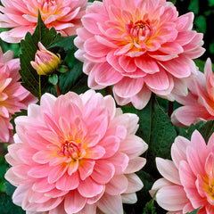 Water Lily Dahlia Collection Bulbs Perennial Growing Bonsai Roots Rhizomes Corms Tubers Potted Planting Reblooming Fragrant Garden Species Blooms Flower Seeds Plant Gardening