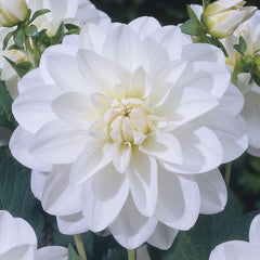 Water Lily Dahlia Collection Bulbs Perennial Growing Bonsai Roots Rhizomes Corms Tubers Potted Planting Reblooming Fragrant Garden Species Blooms Flower Seeds Plant Gardening