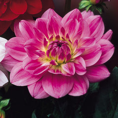 Water Lily Dahlia Collection Bulbs Perennial Growing Bonsai Roots Rhizomes Corms Tubers Potted Planting Reblooming Fragrant Garden Species Blooms Flower Seeds Plant Gardening