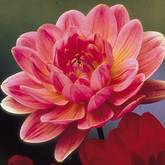 Water Lily Dahlia Collection Bulbs Perennial Growing Bonsai Roots Rhizomes Corms Tubers Potted Planting Reblooming Fragrant Garden Species Blooms Flower Seeds Plant Gardening