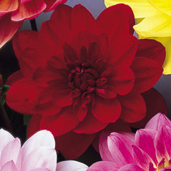 Water Lily Dahlia Collection Bulbs Perennial Growing Bonsai Roots Rhizomes Corms Tubers Potted Planting Reblooming Fragrant Garden Species Blooms Flower Seeds Plant Gardening