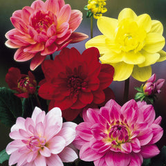 Water Lily Dahlia Collection Bulbs Perennial Growing Bonsai Roots Rhizomes Corms Tubers Potted Planting Reblooming Fragrant Garden Species Blooms Flower Seeds Plant Gardening