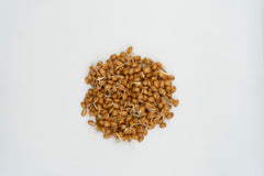 Wheatgrass Organic - Seedsplant