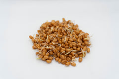 Wheatgrass Organic - Seedsplant