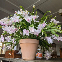 Crab Claw Orchid - The Icing On The Cake