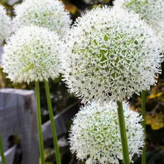 Garden Outdoor Giant Allium Giganteum Beautiful Flower Seeds Bonsai Plant Seeds
