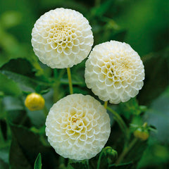 White Dahlia Collection Bulbs Perennial Growing Bonsai Roots Rhizomes Corms Tubers Potted Planting Reblooming Fragrant Garden Species Blooms Flower Seeds Plant Gardening