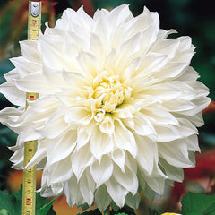 White Dahlia Collection Bulbs Perennial Growing Bonsai Roots Rhizomes Corms Tubers Potted Planting Reblooming Fragrant Garden Species Blooms Flower Seeds Plant Gardening