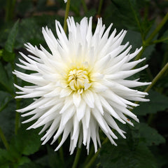 White Dahlia Collection Bulbs Perennial Growing Bonsai Roots Rhizomes Corms Tubers Potted Planting Reblooming Fragrant Garden Species Blooms Flower Seeds Plant Gardening