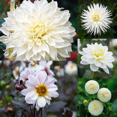 White Dahlia Collection Bulbs Perennial Growing Bonsai Roots Rhizomes Corms Tubers Potted Planting Reblooming Fragrant Garden Species Blooms Flower Seeds Plant Gardening
