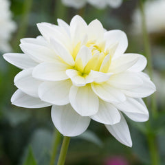 White Summer Dahlia Bulbs Perennial Growing Bonsai Roots Rhizomes Corms Tubers Potted Planting Reblooming Fragrant Garden Species Blooms Flower Seeds Plant Gardening
