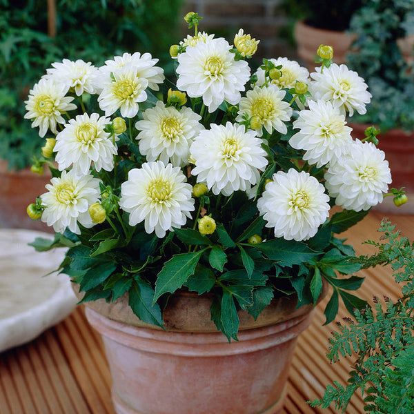 White Summer Dahlia Bulbs Perennial Growing Bonsai Roots Rhizomes Corms Tubers Potted Planting Reblooming Fragrant Garden Species Blooms Flower Seeds Plant Gardening