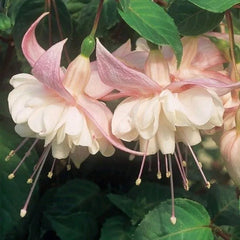 Fuchsia Flowers Seeds Dancing Elf Bonsai