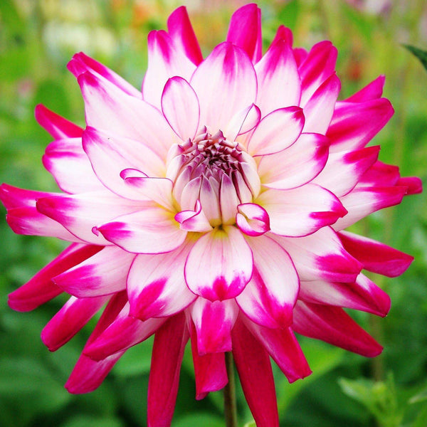 Who Dun It Dahlia Bulbs Perennial Growing Bonsai Roots Rhizomes Corms Tubers Potted Planting Reblooming Fragrant Garden Species Blooms Flower Seeds Plant Gardening