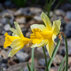 Wild Spanish Daffodil