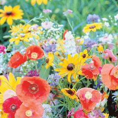 Wildflower Bird and Butterfly Mix Seeds, 8.8g