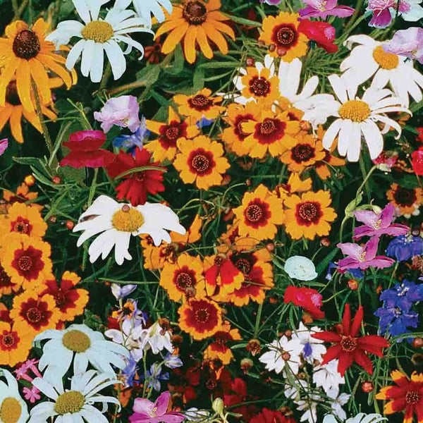 Wildflower Hummingbird Mix Seeds, 8.8g