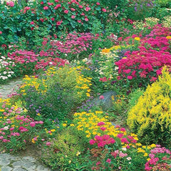 Wildflower Perennial Mix Seeds, 8.8g