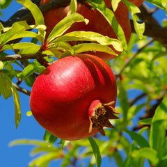 Wonderful Pomegranate Tree