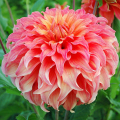 Wyn's Moonlight Sonata Dahlia Bulbs Perennial Growing Bonsai Roots Rhizomes Corms Tubers Potted Planting Reblooming Fragrant Garden Species Blooms Flower Seeds Plant Gardening