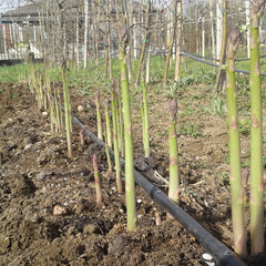 Walker Deluxe Asparagus Crowns
