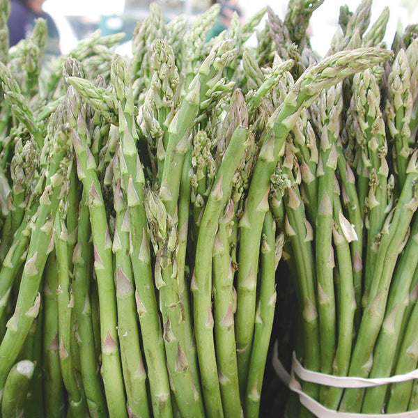 Jersey Knight Asparagus Crowns