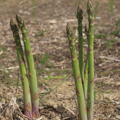 Mary Washington Asparagus Crowns