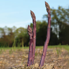 Purple Passion Asparagus Crowns