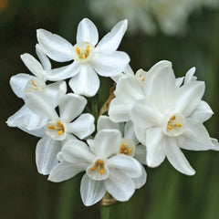 Paperwhite Narcissus