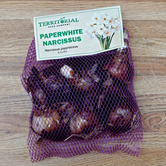 Paperwhite Narcissus