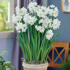 Paperwhite Narcissus