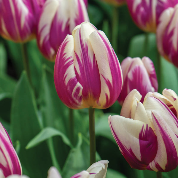 Happy Feet Tulip