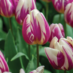 Happy Feet Tulip
