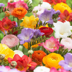Happy Summer Ranunculus/Freesia Mix