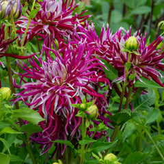 Hollyhill Spider Woman Dahlia