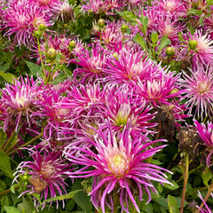 Hollyhill Spider Woman Dahlia