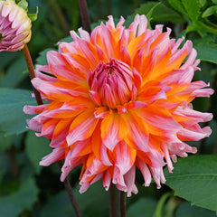 Orange Turmoil Dahlia