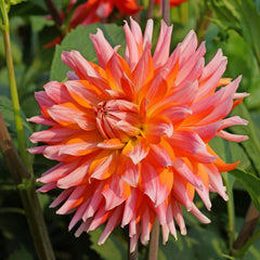 Orange Turmoil Dahlia