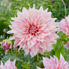 Café Au Lait Twist Dahlia
