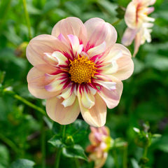 Rhubarb And Custard Dahlia