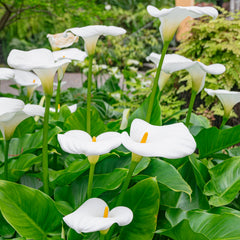 Aethiopica Calla