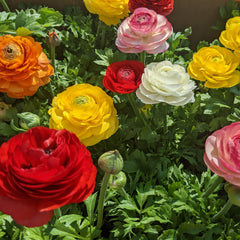 Ranunculus Mix