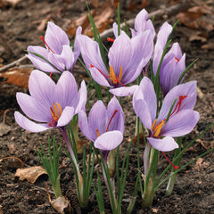 Saffron Crocus