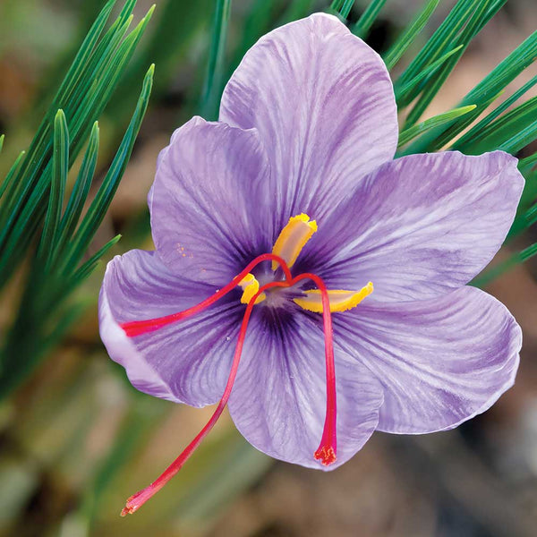 Saffron Crocus