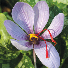 Saffron Crocus