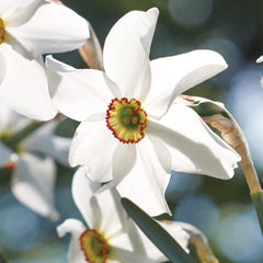 Pheasant's Eye Narcissus