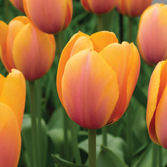 Blushing Impressions Tulip